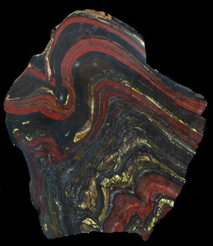 Polished Tiger Iron Stromatolite - ( Billion Years) #62630